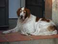 Irish Red And White Setter