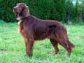 irish-setter-166.jpg