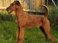 irish-terrier-167.jpg