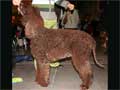 Irish Water Spaniel