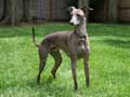 Italian Greyhound