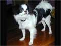 Japanese Chin