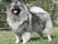 keeshond-94.jpg