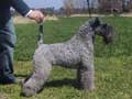 Kerry Blue Terrier