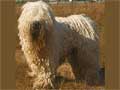 Komondor