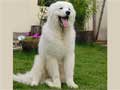 kuvasz-164.jpg