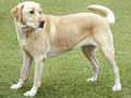 labrador-retriever-52.jpg