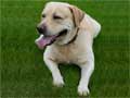 labrador-retriever-57.jpg