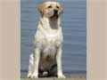 labrador-retriever-58.jpg