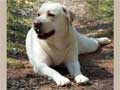 labrador-retriever-59.jpg