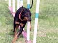 Manchester Terrier Toy