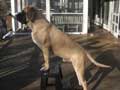 mastiff-153.jpg