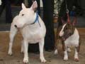 Miniature Bull Terrier