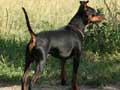 Miniature Pinscher