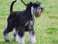 miniature-schnauzer-122.jpg