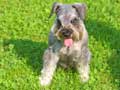 miniature-schnauzer-271.jpg