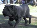 Neapolitan Mastiff