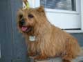 norfolk-terrier-144.jpg