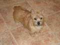 Norwich Terrier