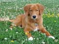 nova-scotia-duck-tolling-retriever-149.jpg