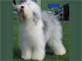 Old English Sheepdog