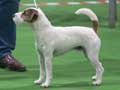 parson-russell-terrier-87.jpg