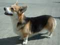 pembroke-welsh-corgi-82.jpg