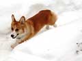 pembroke-welsh-corgi-83.jpg