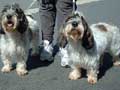 Petit Basset Griffon Vendeen