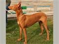 pharaoh-hound-80.jpg