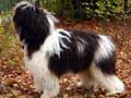 Polish Lowland Sheepdog