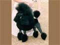 poodle-(Miniature)-267.jpg