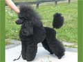 poodle-(Standard)-119.jpg