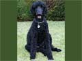 poodle-(Standard)-120.jpg