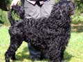 Portuguese Water Dog