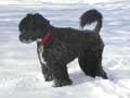 portuguese-water-dog-72.jpg