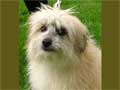 Pyrenean Shepherd