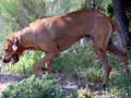 rhodesian-ridgeback-50.jpg