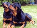 rottweiler-48.jpg