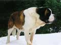 Saint Bernard