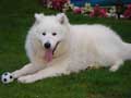 samoyed-40.jpg