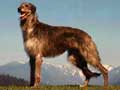 scottish-deerhound-38.jpg