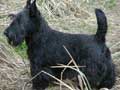 Scottish Terrier