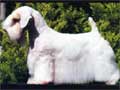 Sealyham Terrier