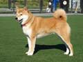 shiba-inu-33.jpg