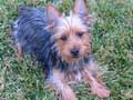 silky-terrier-28.jpg