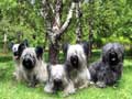 Skye Terrier