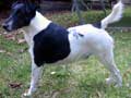 Smooth Fox Terrier