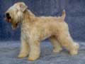 soft-coated-wheaten-terrier-25.jpg