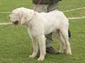 spinone-italiano-24.jpg